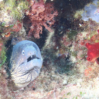 kategorie_5_3_Barevná_z_mori_fotka-2--- TADY HLÍDÁM JA