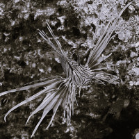 kategorie_5_1_Černobílá_fotka--- ROZLET