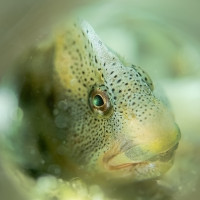 Freshwaterblenie (invasive)