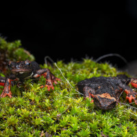 family - Salamandrina di Savi (Salamandrina perspicillata)