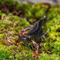 portrait -Salamandrina di Savi (Salamandrina perspicillata)