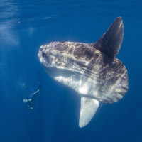 mola mola with the diver