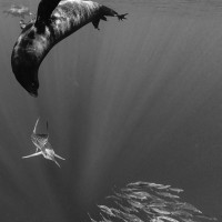 Sardine run Magdalena