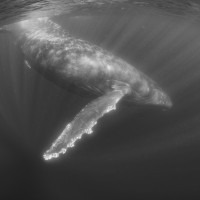 Humpback