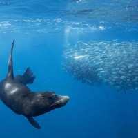 following to sardines