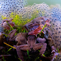 Reproduction party (frogs)