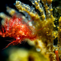 Hairy Shrimp with Eggs