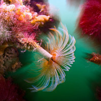 Tubeworm with Skeleton Shrimps