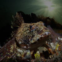 Waiting for the one — Mating Season