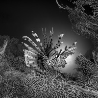 Lion in the seaforest