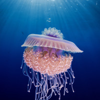 Snowflake in the sea