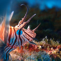 Croatian lionfish