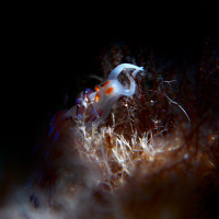 Nudibranch surrounded by darkness