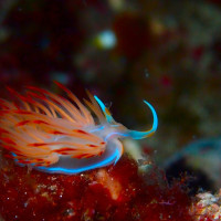 Croatian nudibranch