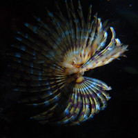 Spiral with backlight