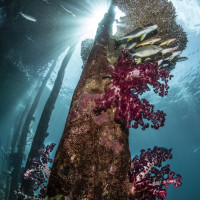 Underwater Cathedral