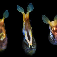 The Good, the Bad and the Ugly