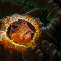 Blenny in a hardcoral