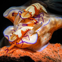 Nudi  with two Emperor shrimp atop