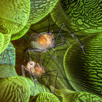 Two bubble coral shrimp