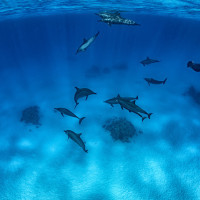 dive to the dolphins