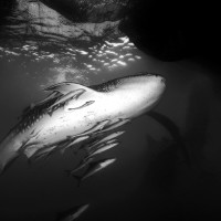 Requin baleine sous bagan