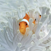 clown et anemone blanche