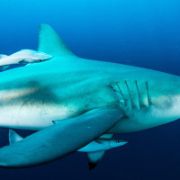 Simbiotic connection