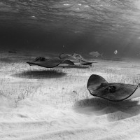 Stingrays on morning patrol