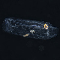 Tunicate Salp - Grand Cayman