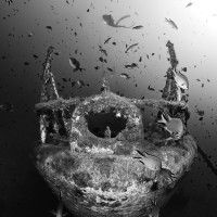 Cordeca plenty of fish