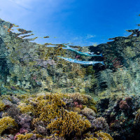 Shallow reef