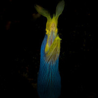 Black Leafnosed Moray Eel