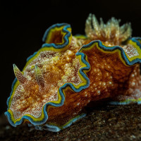 Glory Star Snail