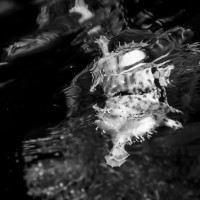 Reflected Camouflage