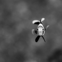 Anemone Fish Portrait