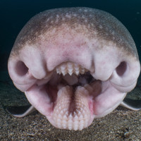 Mouth of a Port Jackson Shark