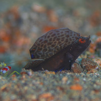 signalgoby