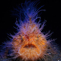 hairy frogfish