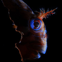 blenny