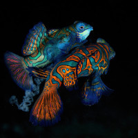 mating mandarine fish