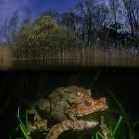 mating toads split level
