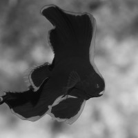 juvenile batfish