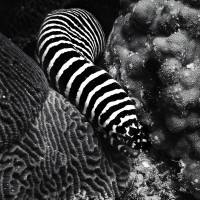 Zebra moray, Oman
