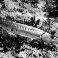 Silver predator, Cozumel