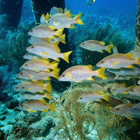 Under the pier, Bonaire