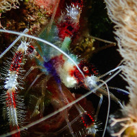 Banded shrimp, Bonaire