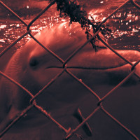 Trapped dolphin in a waterpark, Cozumel