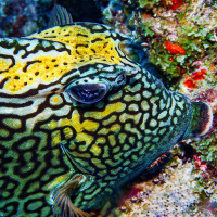 I am colorful, Bonaire