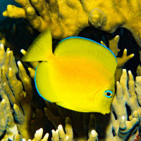 Blue eyed juvenile, Bonaire